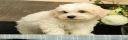 Havanese dogs for sale: Gavin - Ad 3