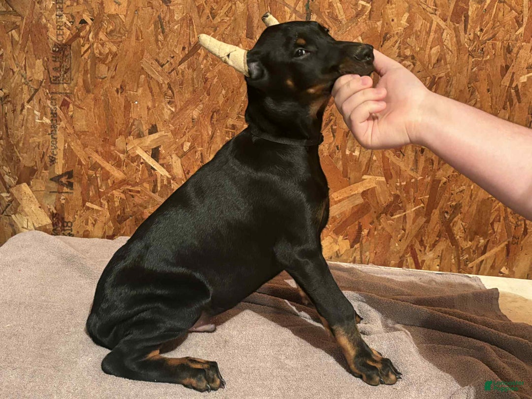 Doberman Pinscher dogs for sale: Black male black collar - Ad 1