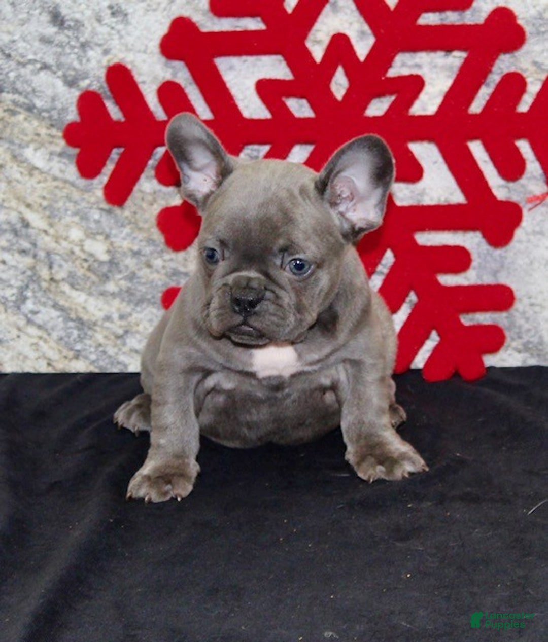 French Bulldog dogs for sale: Dixie - Ad 3