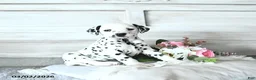 Dalmatian dogs for sale: Butterfly - Ad 1
