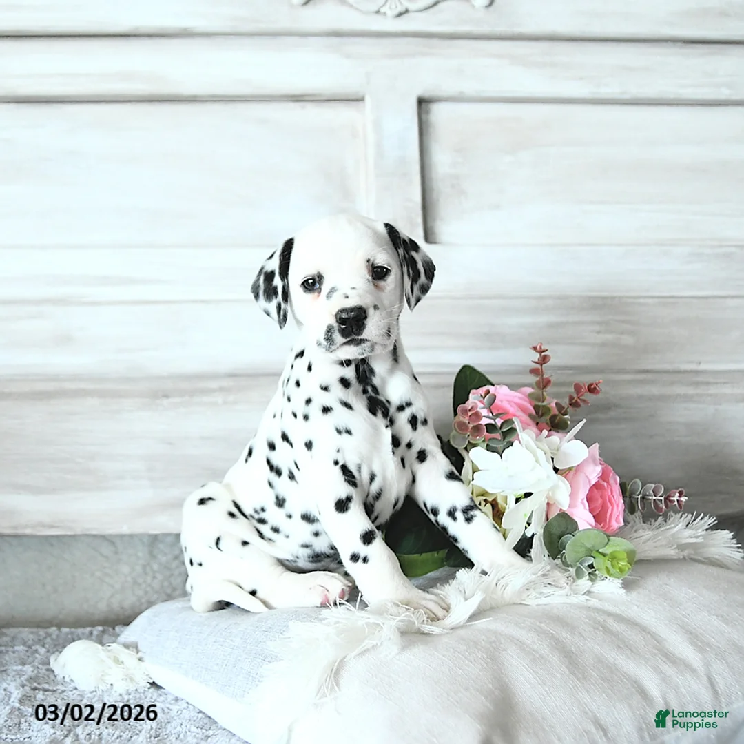 Dalmatian dogs for sale: Butterfly - Ad 1