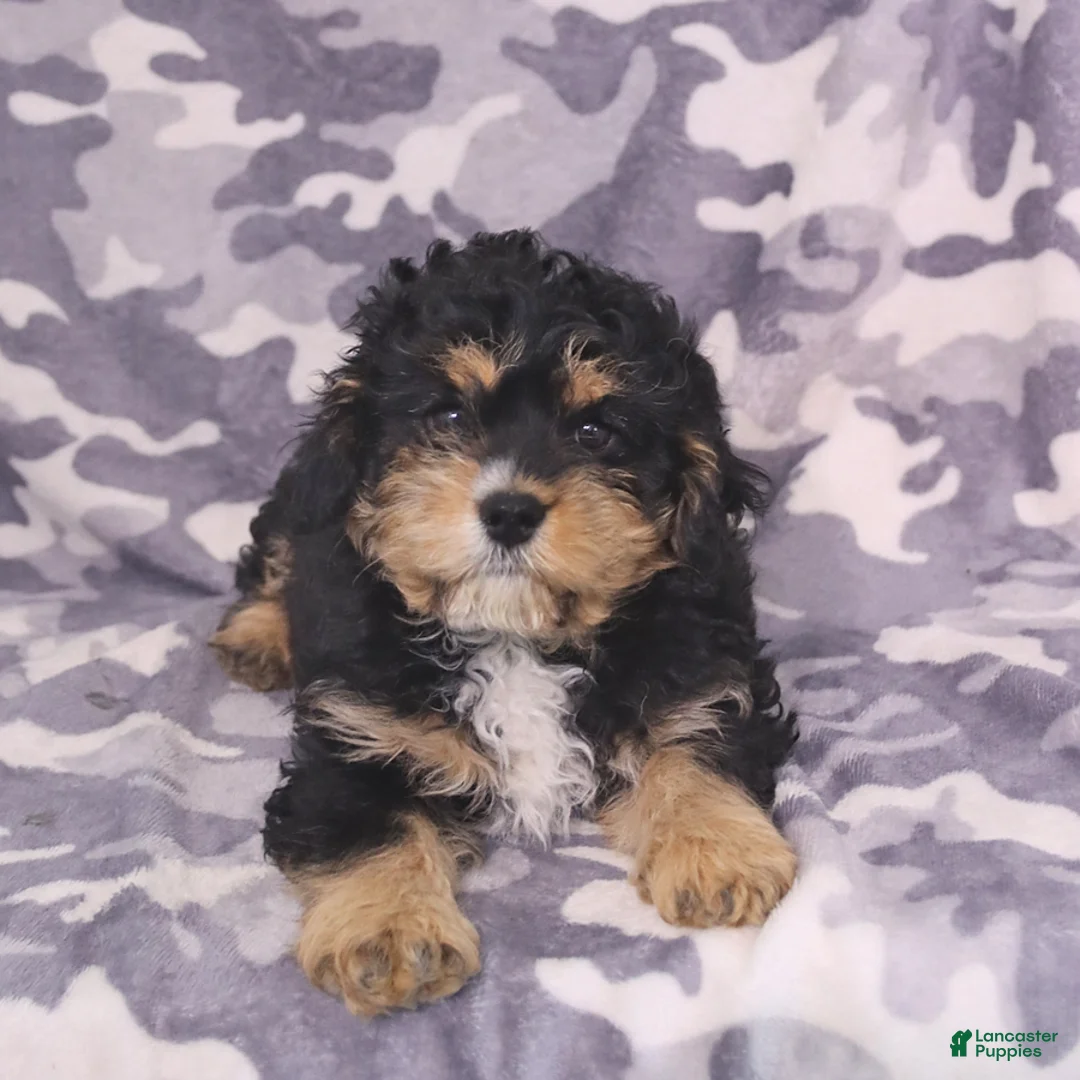 Cavapoo dogs for sale: Apollo - Ad 2