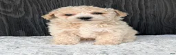 Bichpoo dogs for sale: Kody - Ad 12