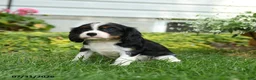 Cavalier King Charles Spaniel dogs for sale: Blazer - Ad 2