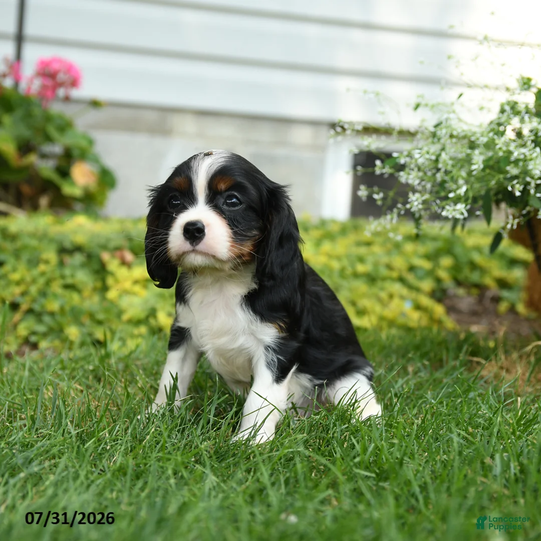 Cavalier King Charles Spaniel dogs for sale: Blazer - Ad 2