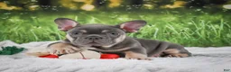 French Bulldog dogs for sale: Lucky - Ad 10