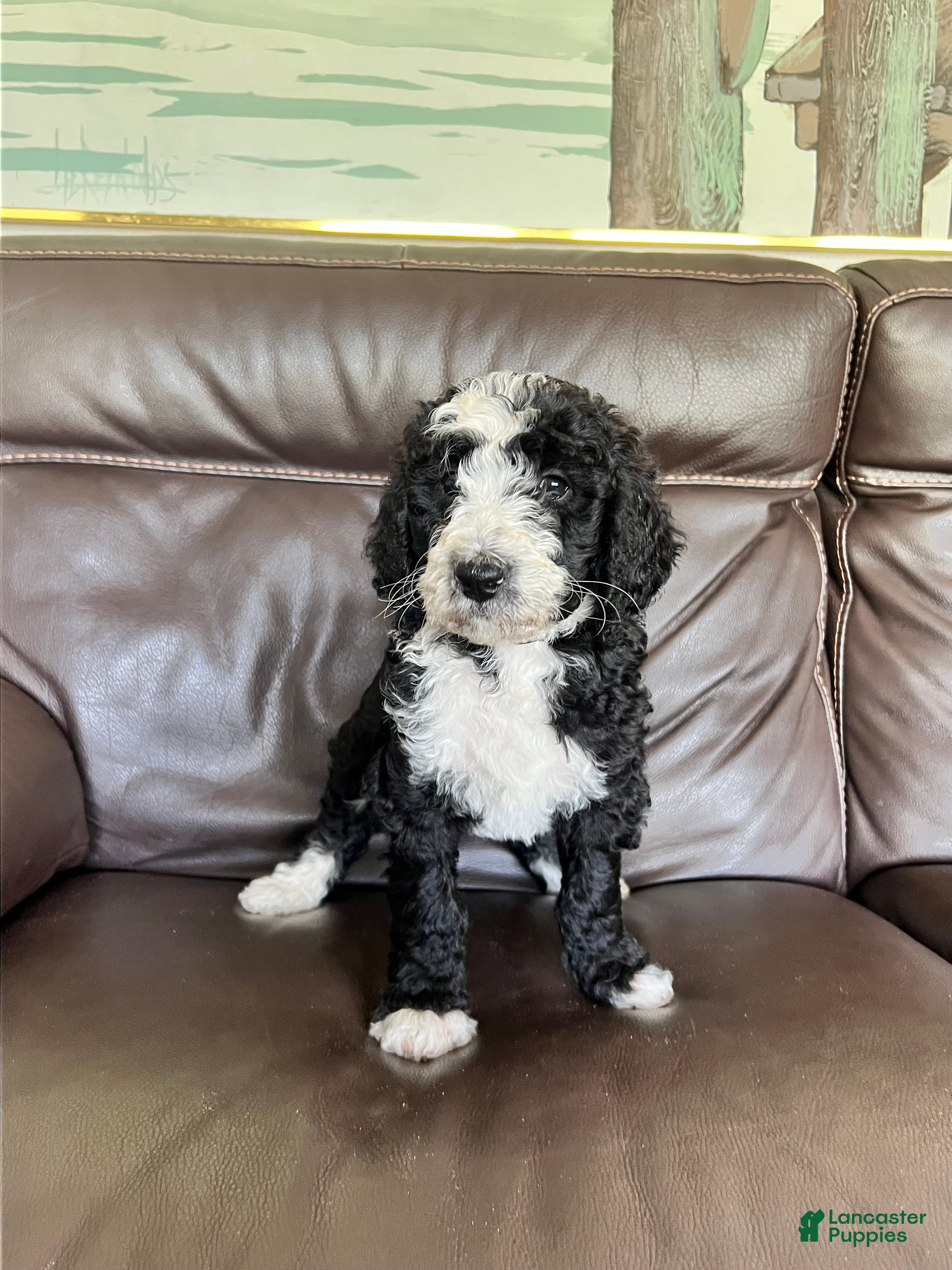 Mixed Breed dogs Chip - Ad 1