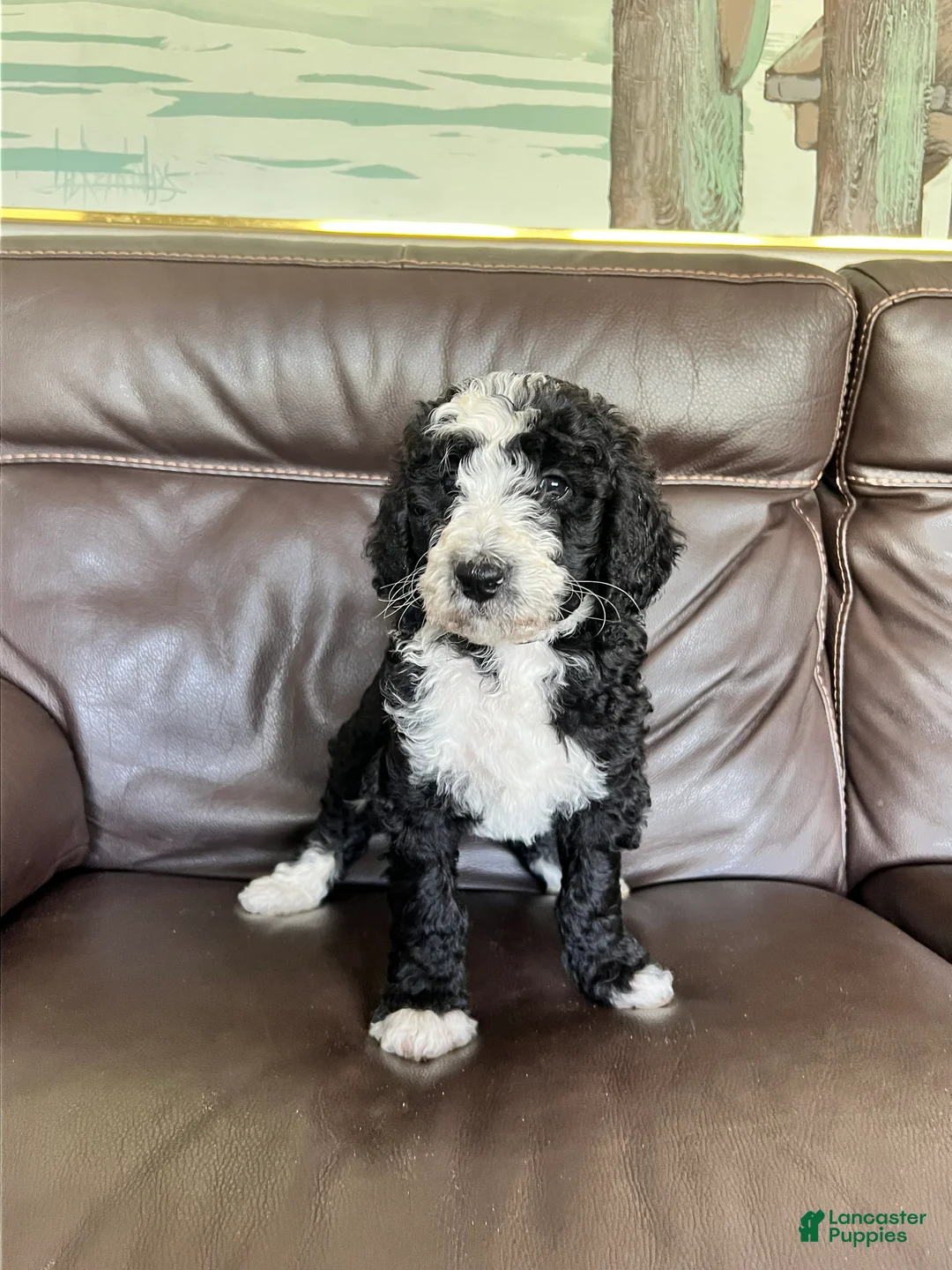 Mixed Breed dogs for sale: Chip - Ad 1