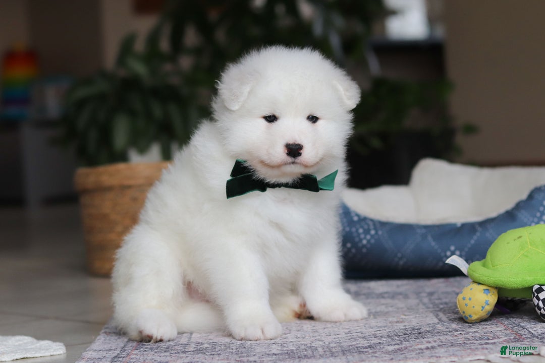 Samoyed dogs for sale: Rocky - Ad 3