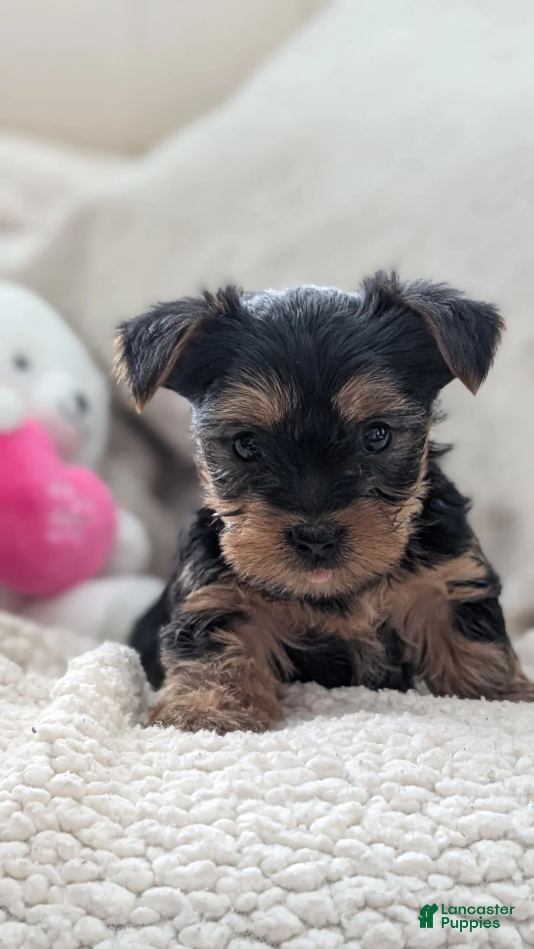 Yorkshire Terrier dogs for sale: Apollo - Ad 4