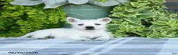 West Highland Terrier dogs for sale: Amber - Ad 4
