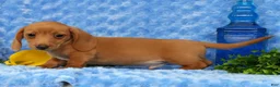 Miniature Dachshund dogs for sale: Wilson - Ad 8