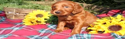 Mixed Breed dogs for sale: Rocky - Irish Goldendoodle  - Ad 15