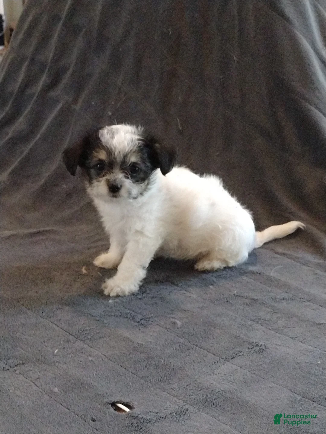 Mixed Breed dogs for sale: Mixed Breed Puppy 4 Donna  - Ad 1