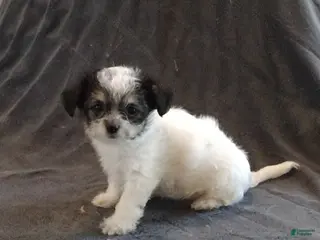 Mixed Breed dogs Mixed Breed Puppy 4 Donna - Ad 22