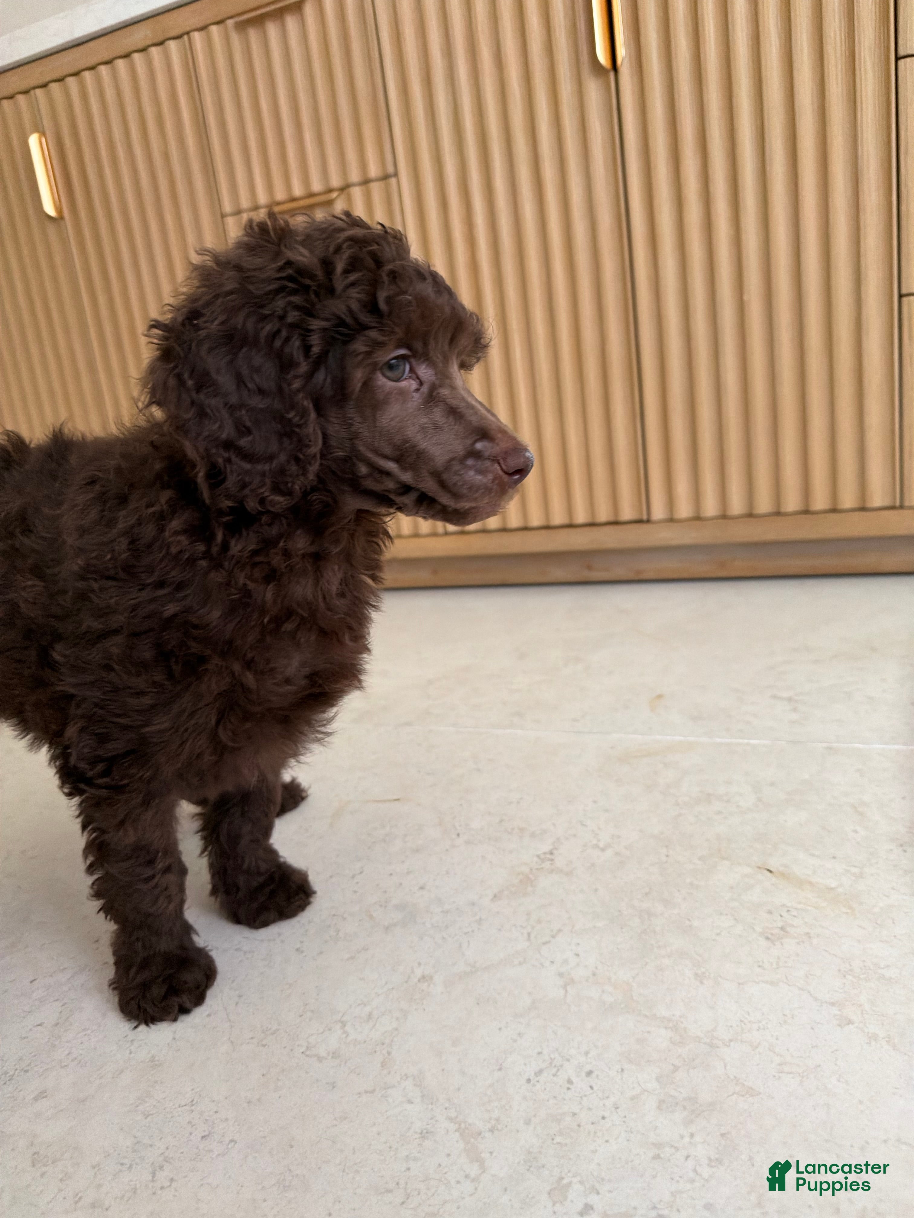 Standard Poodle dogs Robin  - Ad 2
