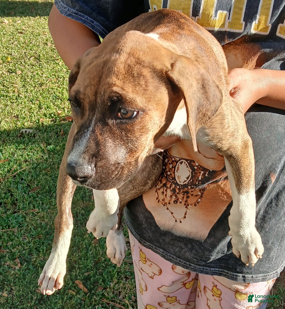 American Pit Bull Terrier dogs for sale: American Pit Bull Terrier Puppy 1 - Ad 4