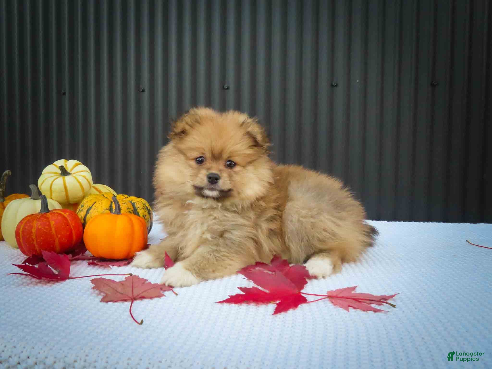 Pomeranian dogs 🐾 Meet Roxy — A Bouncy Little Ball of Fluff! 🐾 - Ad 2