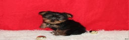Yorkshire Terrier dogs for sale: Dustin - Ad 15