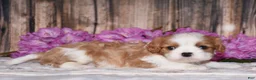 Cavalier King Charles Spaniel dogs for sale: Lynx - Ad 2