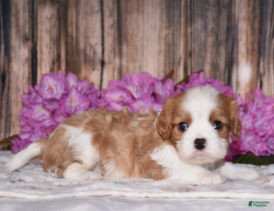 Cavalier King Charles Spaniel dogs for sale: Lynx - Ad 2