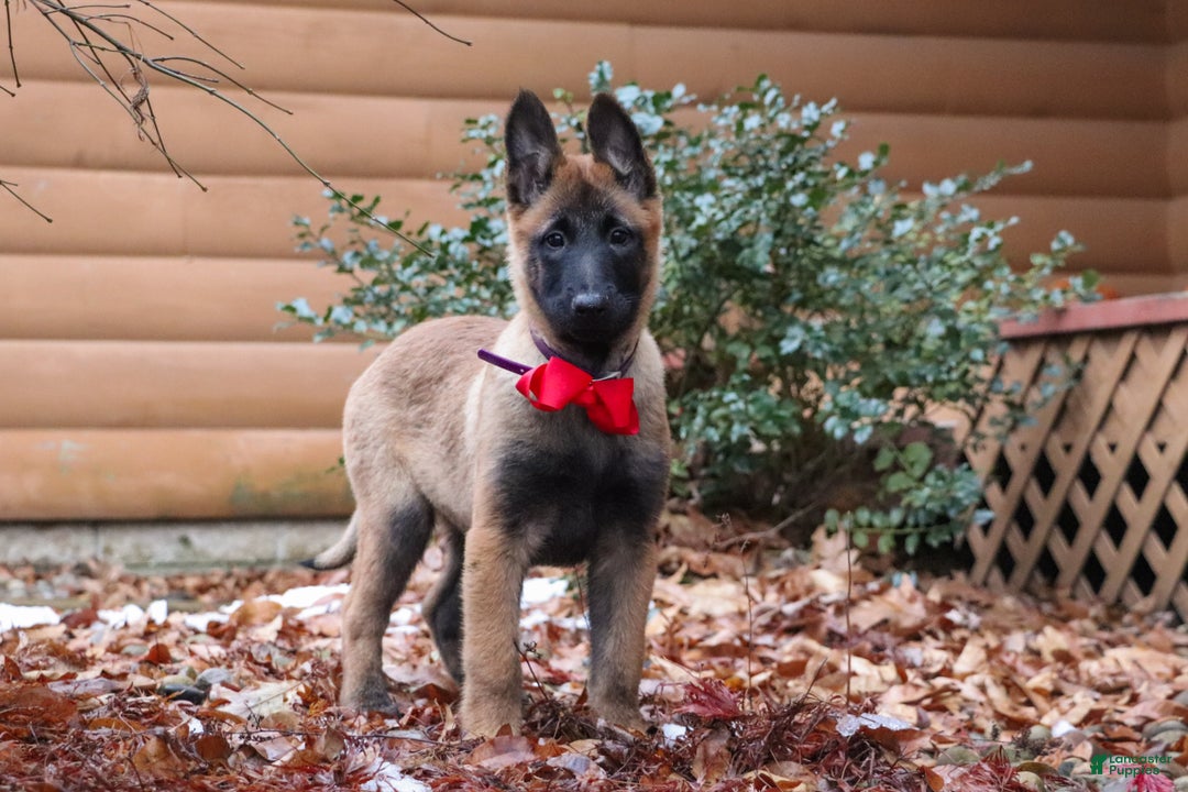 Belgian Malinois dogs for sale: Halo - Ad 11