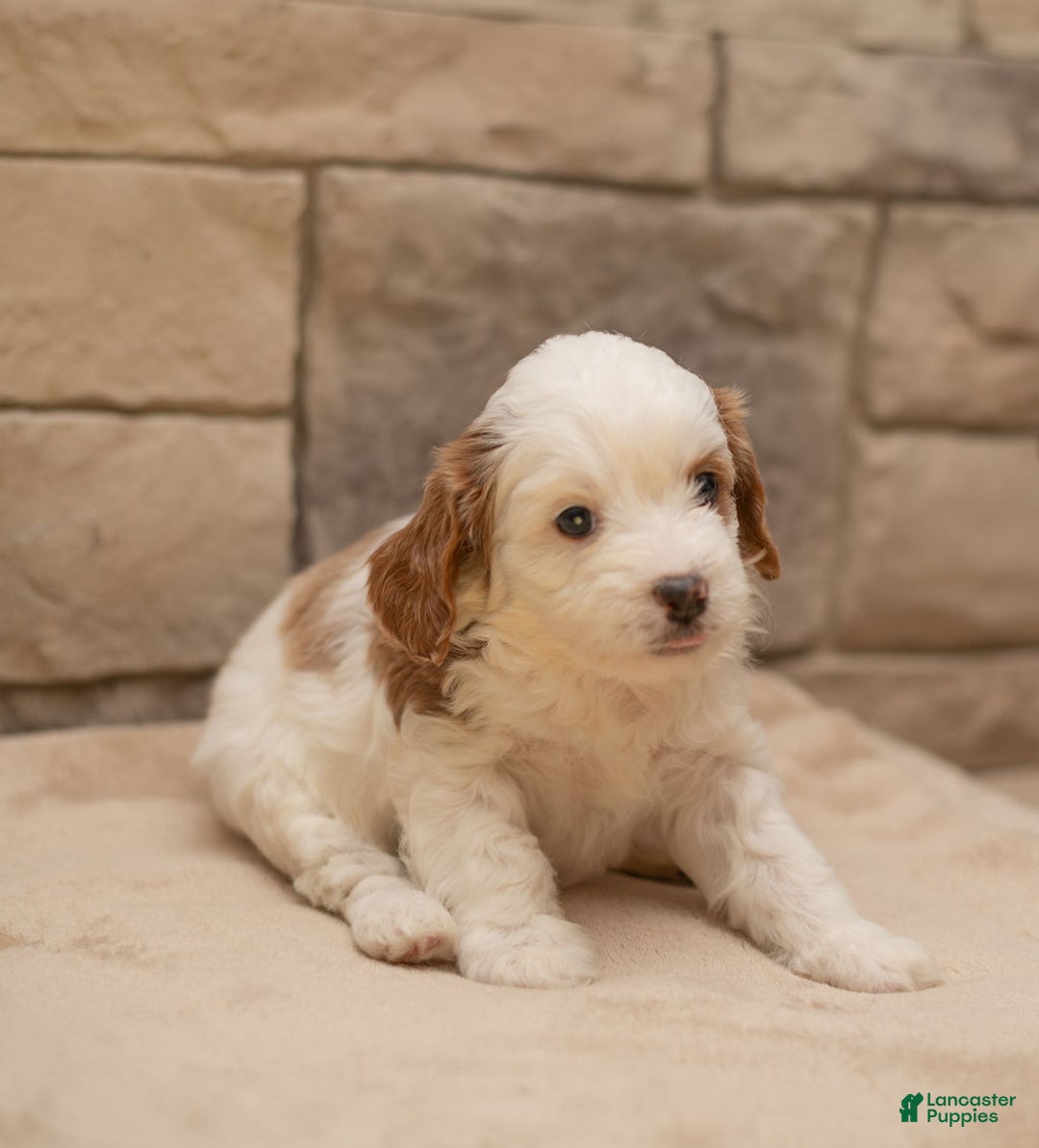 Cavapoo dogs for sale: Caramel - Ad 7