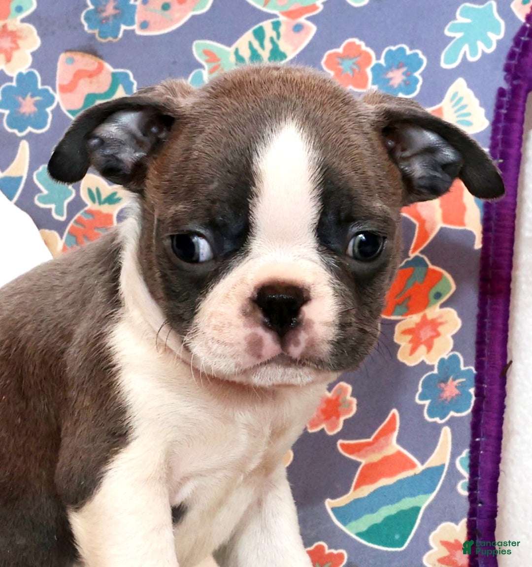 Boston Terrier dogs for sale: Peanut - Ad 9