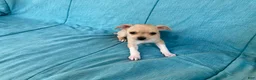 Chihuahua dogs for sale: Henry  - Ad 3
