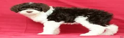 Portuguese Water Dog dogs for sale: Roxie - Ad 3