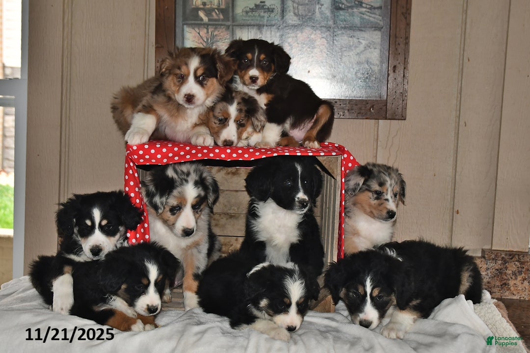 Australian Shepherd dogs for sale: Dakota - Ad 5