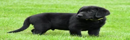 Labrador Retriever dogs for sale: Wyatt - Ad 2
