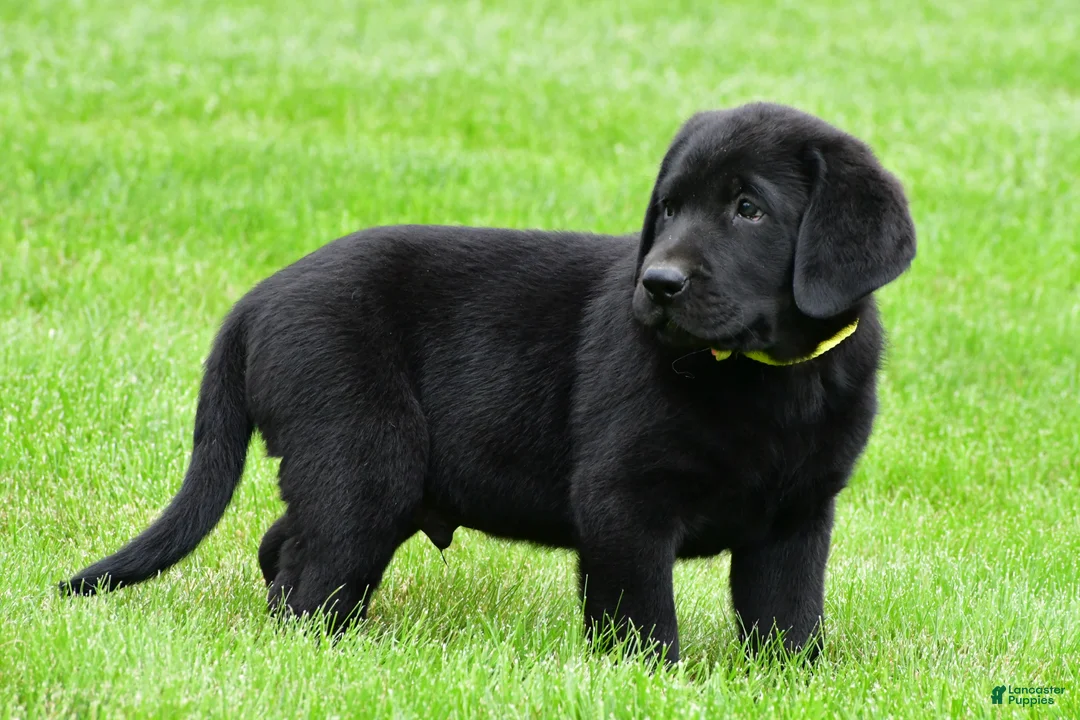 Labrador Retriever dogs for sale: Wyatt - Ad 2