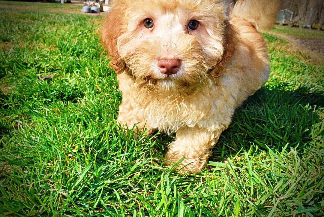 Havapoo dogs for sale: Ranger - Ad 16