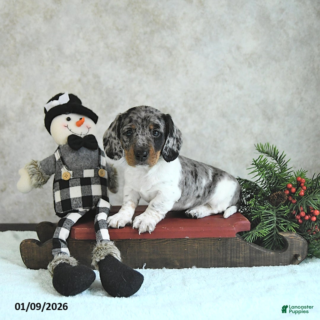 Miniature Dachshund dogs for sale: Loki - Ad 5