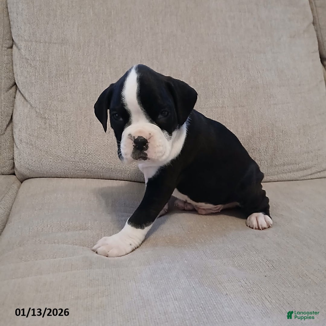 Boxer dogs for sale: Lightening - Ad 2