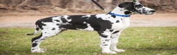 Great Dane dogs for sale: Gordon - Ad 8