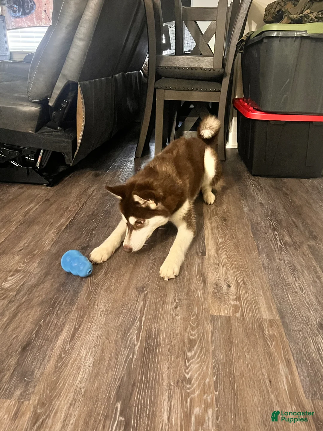 Siberian Husky dogs for stud: OSO (Siberian husky) - Ad 2