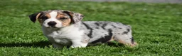 Beabull dogs for sale: Corwin - Ad 9