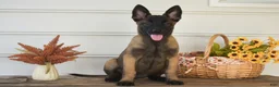 Belgian Malinois dogs for sale: Delilah - Ad 1