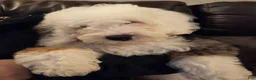 Mini Bernedoodle dogs for sale: ESME - FEMALE Mini Bernedoodle 4 - Ad 5