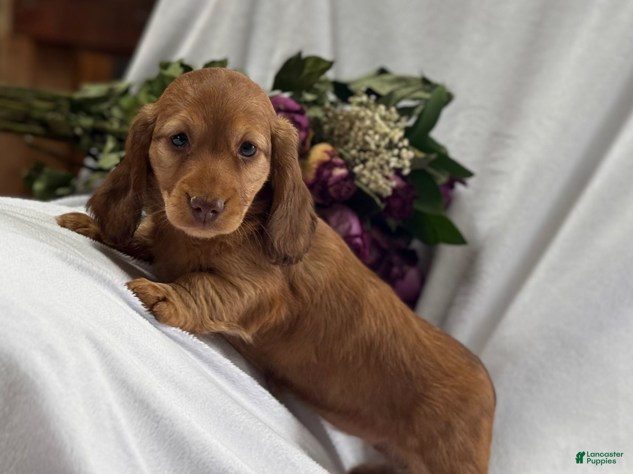 Miniature Dachshund dogs Amber - Ad 2