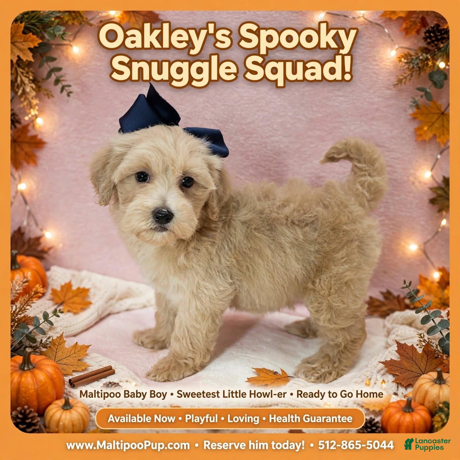 Maltipoo dogs Oakley - Ad 20