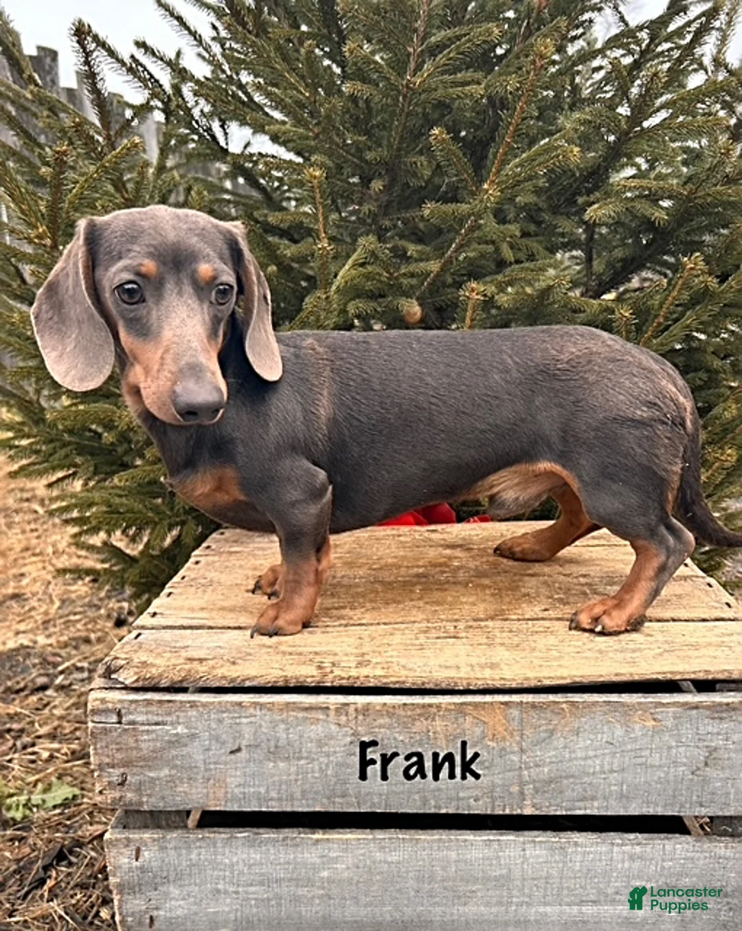 Dachshund dogs for sale: Silas - Ad 4