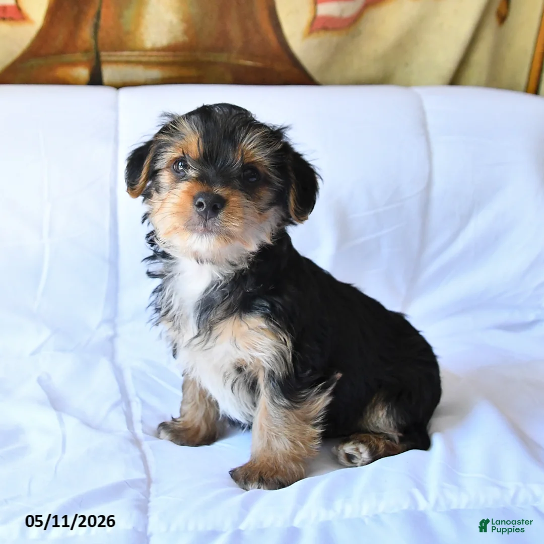 Yorkshire Terrier dogs for sale: Duke - Ad 2
