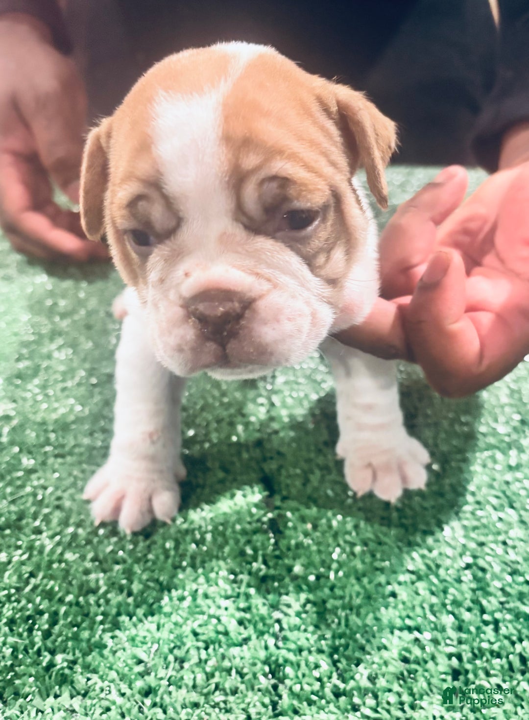 American Bully dogs for sale: American Bully Puppy 3 - Ad 2