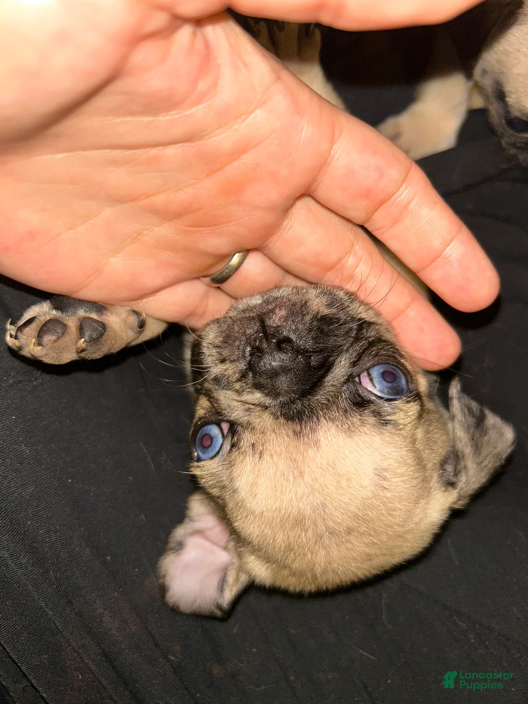 Pug dogs for sale: Pug Puppy 2 - Ad 2