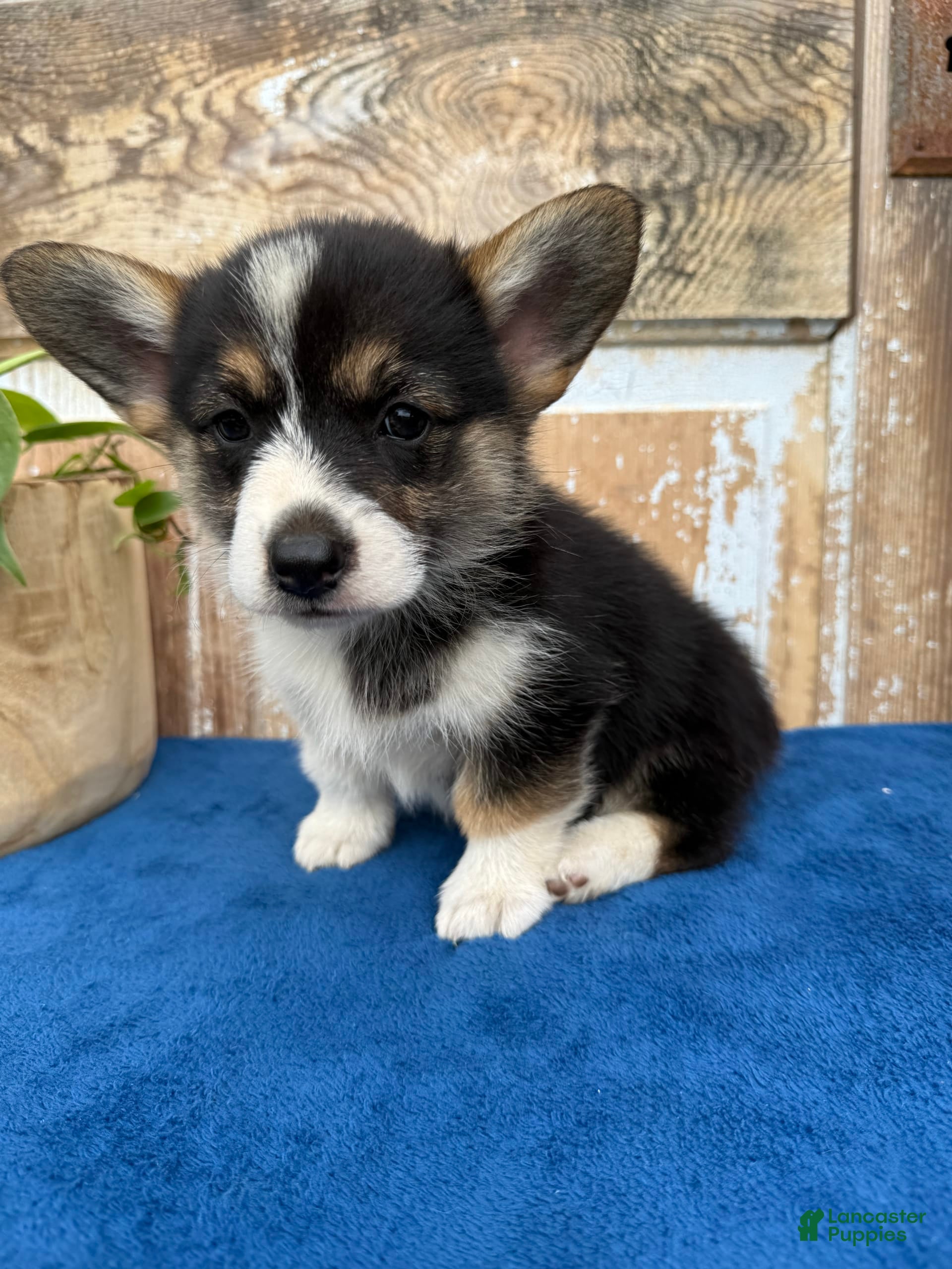 Tri Corgi Dog Corgi With Long Hair Tri Color Corgi Black Tan Corgi - Main Image