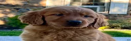 Golden Retriever dogs for sale: Luther - Ad 3