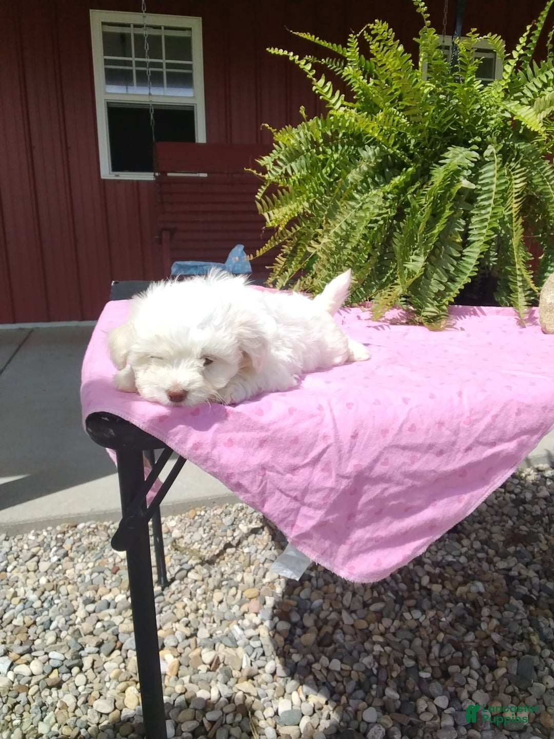 Mixed Breed dogs Harper - Ad 2